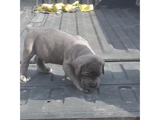 Διατίθεται κουτάβι Champion Cane Corso